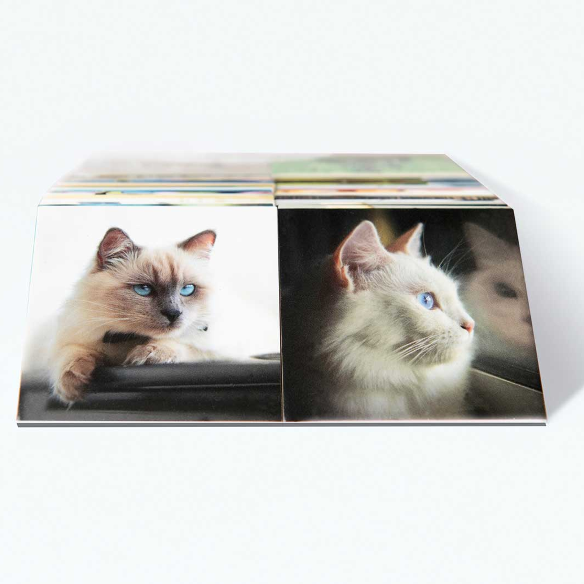 Mucchio di carte "Gatti": sono visibili due immagini di gatti. A sinistra un gatto marrone chiaro con gli occhi azzurri, a destra un gatto bianco che guarda fuori dalla finestra.