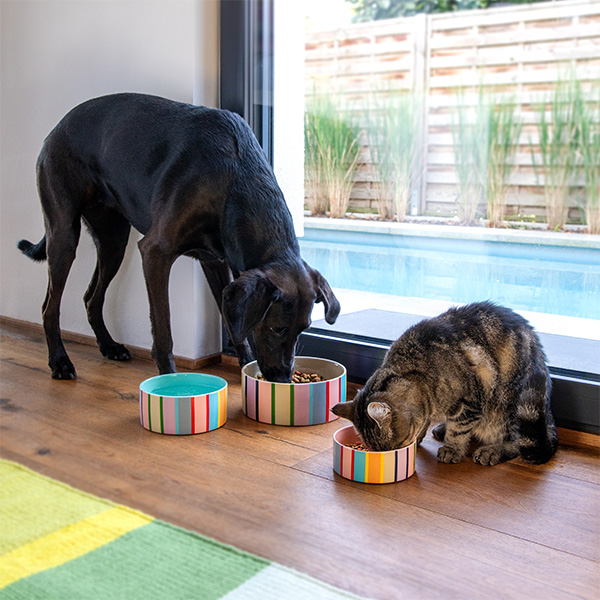 Großer schwarzer Hund und getigerte Katze fressen nebeneinander aus bunten gestreiften Näpfen auf glänzendem Holzboden. Drinnen neben großem Glasfenster, dahinter Pool, hohes Gras und Holzzaun. Tiere konzentriert.
