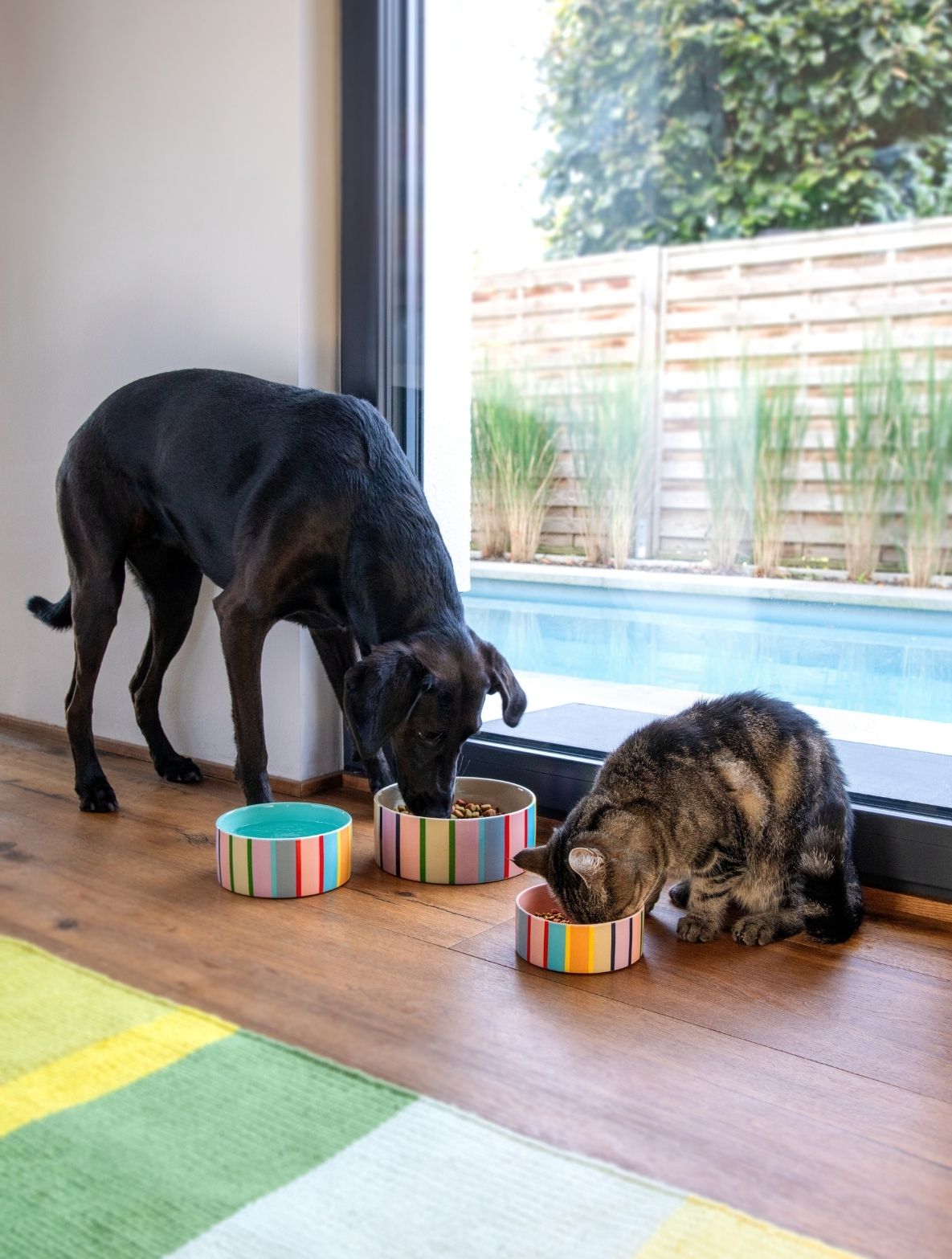 Schwarzer Hund und gestreifte Katze fressen aus bunten Schalen auf Holzfußboden neben großem Fenster. Hund über Futterschale, Katze aus kleinerer Schale. Daneben steht eine Wasserschale. Draußen Pool, Pflanzen, Holzzaun.