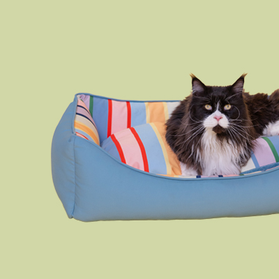 Un mullido gato Maine Coon blanco y negro, con ojos amarillos y nariz rosada, descansa relajado en una cama para mascotas de color azul claro con cojines de rayas de colores —rojo, rosa, naranja, verde y azul— sobre un fondo verde claro.