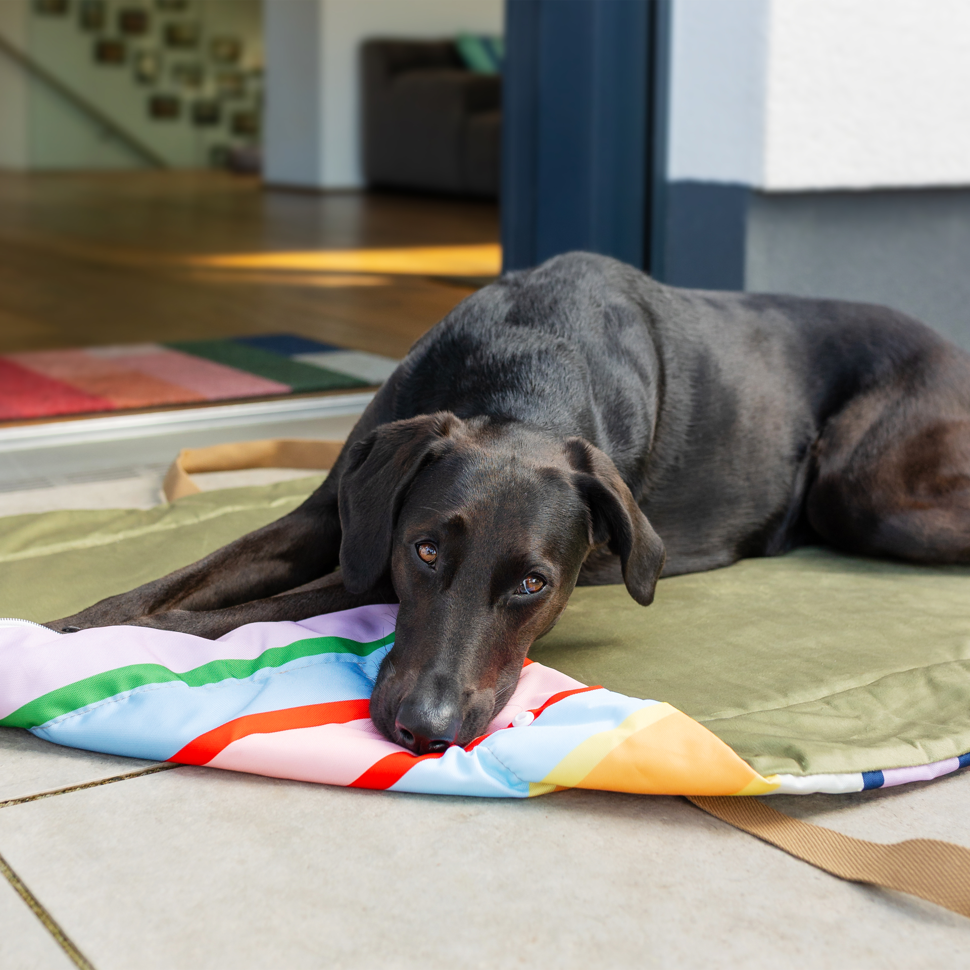 Ein schwarzer Hund liegt entspannt auf einer olivgrünen Outdoor-Hundedecke mit buntem Streifen. Sein Kopf ruht auf dem farbigen Teil, und er schaut mit braunen Augen nach vorne. Der Hintergrund ist unscharf, innen hell.