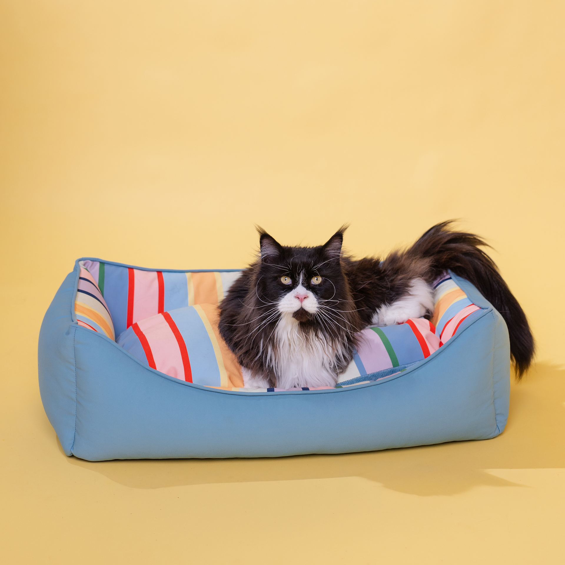Ein flauschiges schwarz-weißes Tier liegt gemütlich in einem hellblauen Hundebett mit gestreiftem, herausnehmbarem Kissen. Es ähnelt einer Katze, hat lange weiße Schnurrhaare und blickt nach vorn. Hintergrund hellgelb.