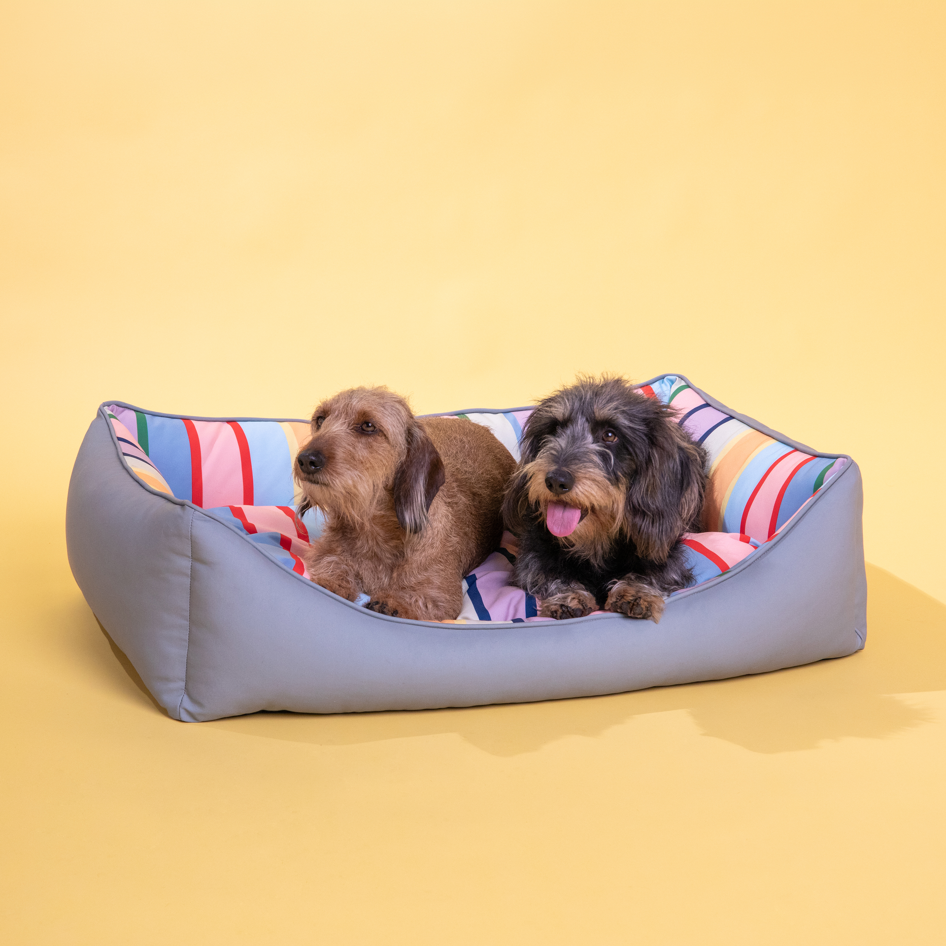 Zwei Dackel liegen bequem in einem grauen Hundebett. Das Kissen ist bunt gestreift in Rot, Blau und Gelb. Links ist ein hellbrauner Hund, rechts ein dunkler, der mit heraushängender Zunge nach vorn blickt.