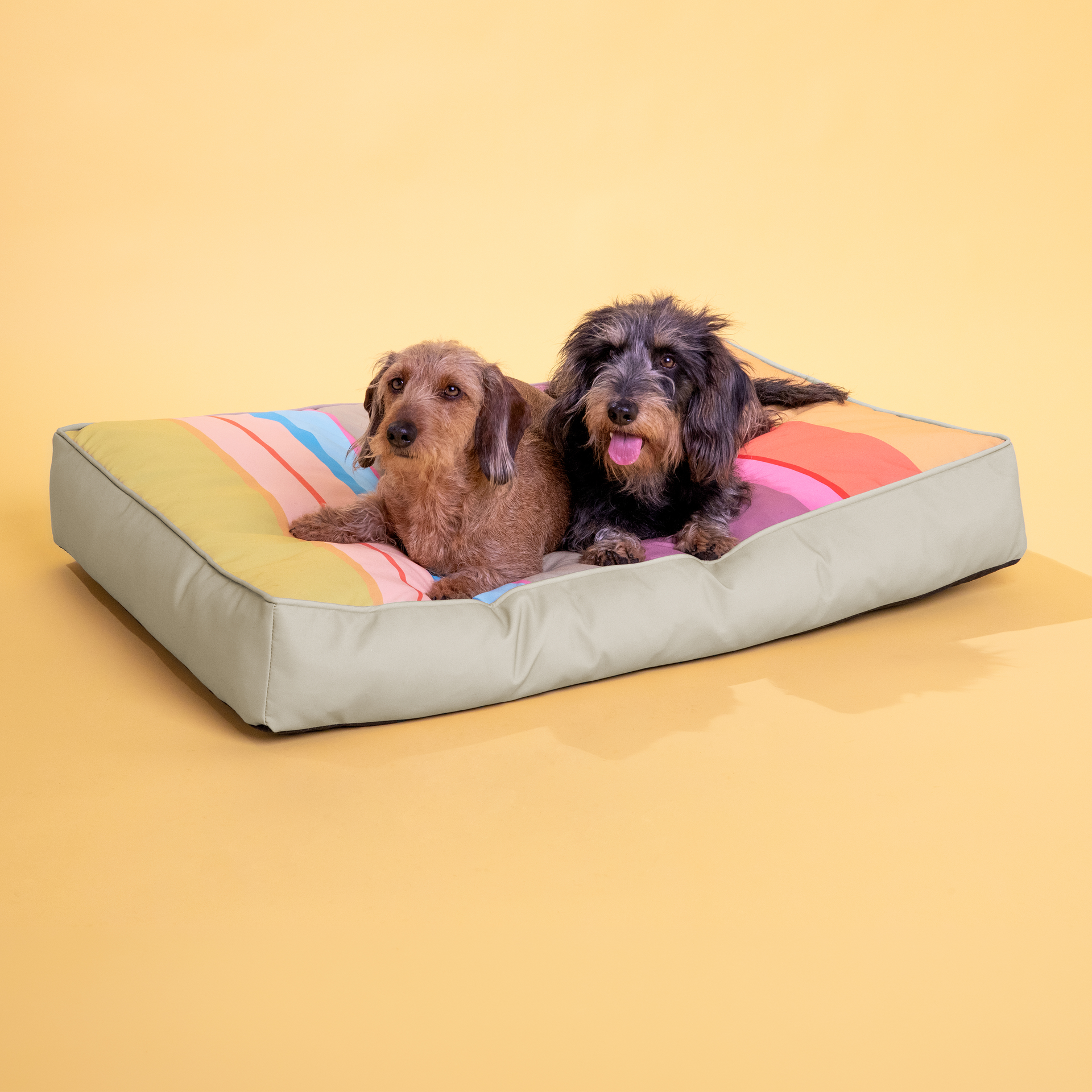 Zwei zottelige Dackel liegen entspannt nebeneinander auf einem großen Hundekissen. Die Seiten sind hell und unifarben, die Liegefläche ist bunt gestreift mit breiten Streifen in Gelb, Orange, Pink und Hellblau.