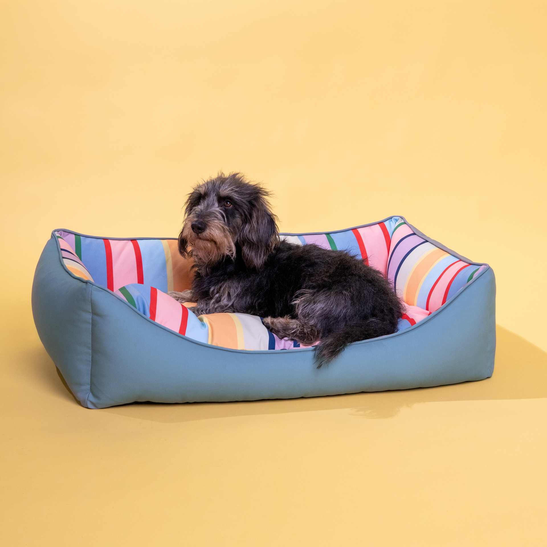 Ein zotteliger, dunkelgrauer Hund liegt entspannt im Hundebett Lotta M. Das kuschelige Bett hat einen hellblauen Außenbezug und ein farbenfroh gestreiftes Innenfutter in Pastelltönen wie Rosa, Blau, Gelb und Grün. Es steht auf hellgelbem Hintergrund.