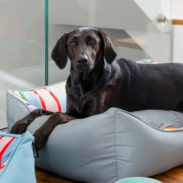 A glossy black dog with brown eyes is lying relaxed on a light grey dog bed with a colourful striped inner cushion (red, orange, blue, white). Its front paws are crossed, and it is looking at the camera.