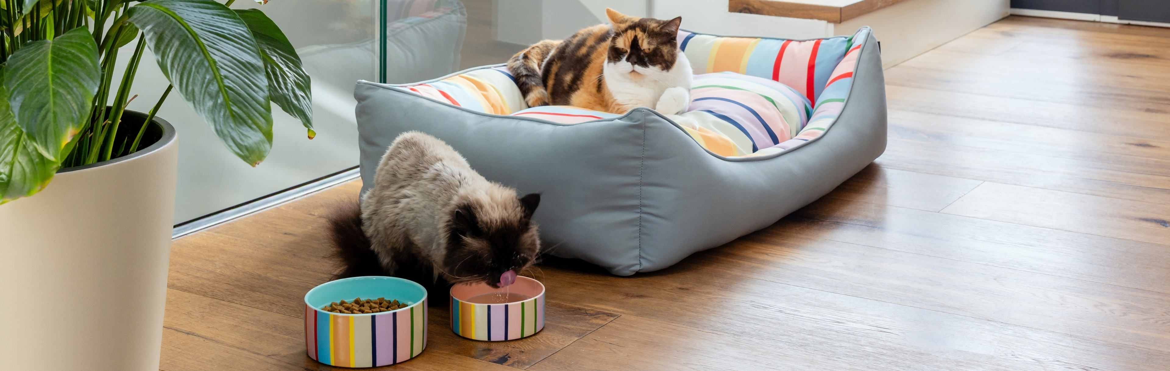 A tricoloured cat is resting in a grey cat bed with colourful striped cushions. Next to it, a light brown cat with dark ears and a dark face is drinking from a colourful bowl, whilst dry food is laid out nearby.