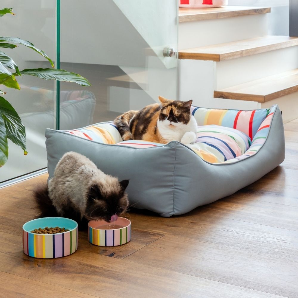 Eine dreifarbige Katze ruht in einem grauen Katzenbett mit gestreiftem Kissen. Davor trinkt eine Siamkatze Wasser aus einem gestreiften Napf; daneben steht ein Napf mit Trockenfutter. Heller Holzboden, Pflanze und Treppe im Hintergrund.