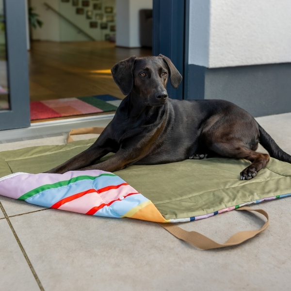 A black dog is lying relaxed on an olive-green, quilted blanket on a light grey terrace, looking intently to the right. In front of him lies a colourful, striped cushion or toy. In the background: the front door with a colourful doormat.