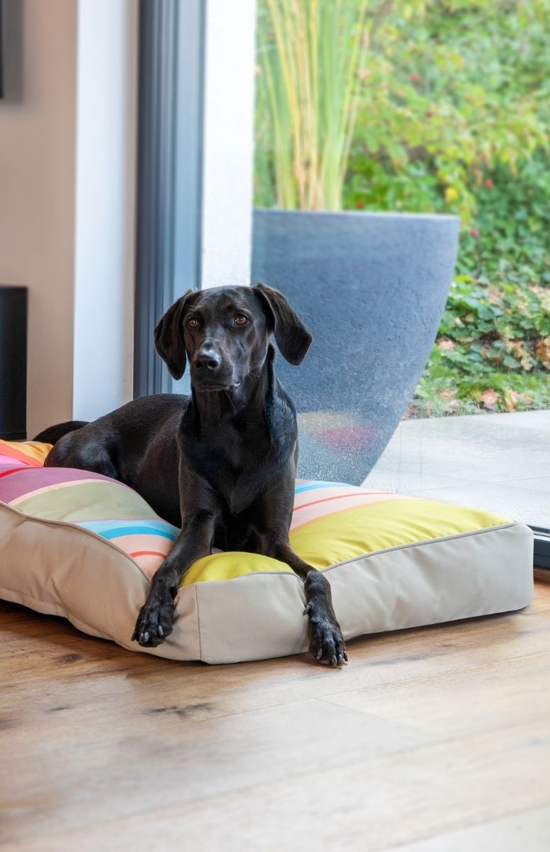 Ein schwarzer Hund mit glänzendem Fell und braunen Augen liegt entspannt auf einem gestreiften Hundebett mit bunten Streifen in Gelb, Pink, Blau und Grün. Er blickt aufmerksam nach vorne; durch die Glastür sieht man Pflanzen und einen großen Kübel.