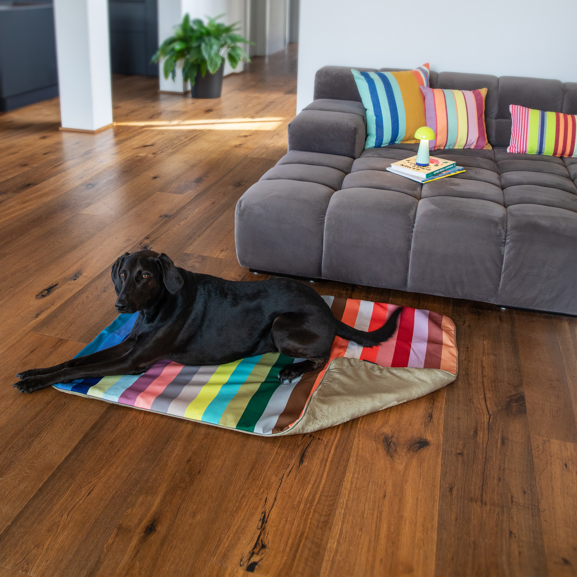 Colourful dog blanket featuring numerous vertical stripes in red, orange, green, blue and pastel shades. Rectangular, soft and padded, with a flat white surface. Small label on the edge. Ideal for an armchair, bed or sofa.