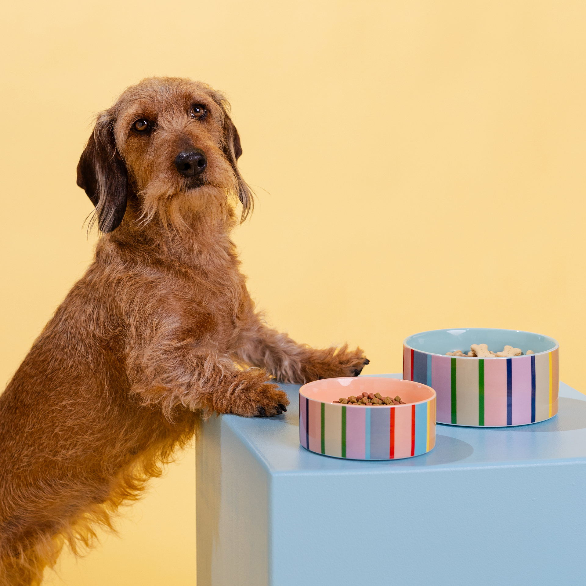 Ein zotteliger, brauner Hund mit braunen Augen und dunklen Schlappohren steht auf einem hellblauen Podest, stützt die Vorderpfoten ab und blickt aufmerksam nach oben. Zwei bunte Näpfe mit Futter und Leckerlis davor. Gelber Hintergrund.